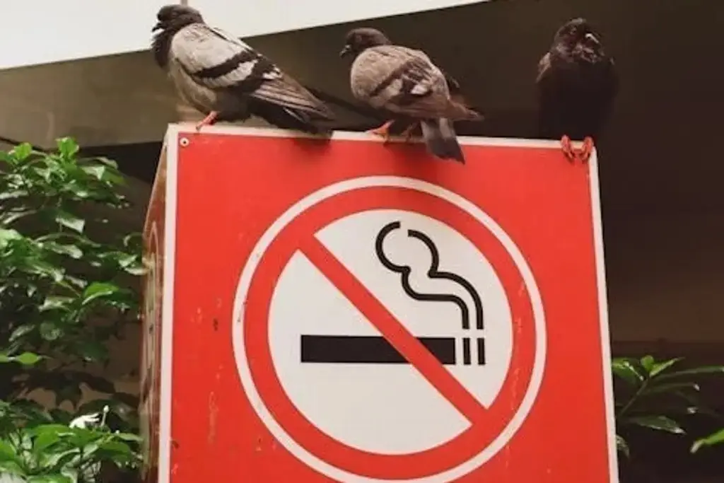 Imagen Hoy es el Día Mundial Sin Tabaco