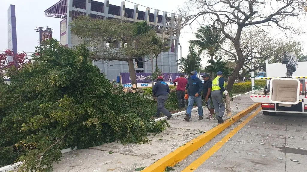 Imagen Árboles caídos, fachadas afectadas y hasta parabuses desprendidos, deja norte en Boca del Río