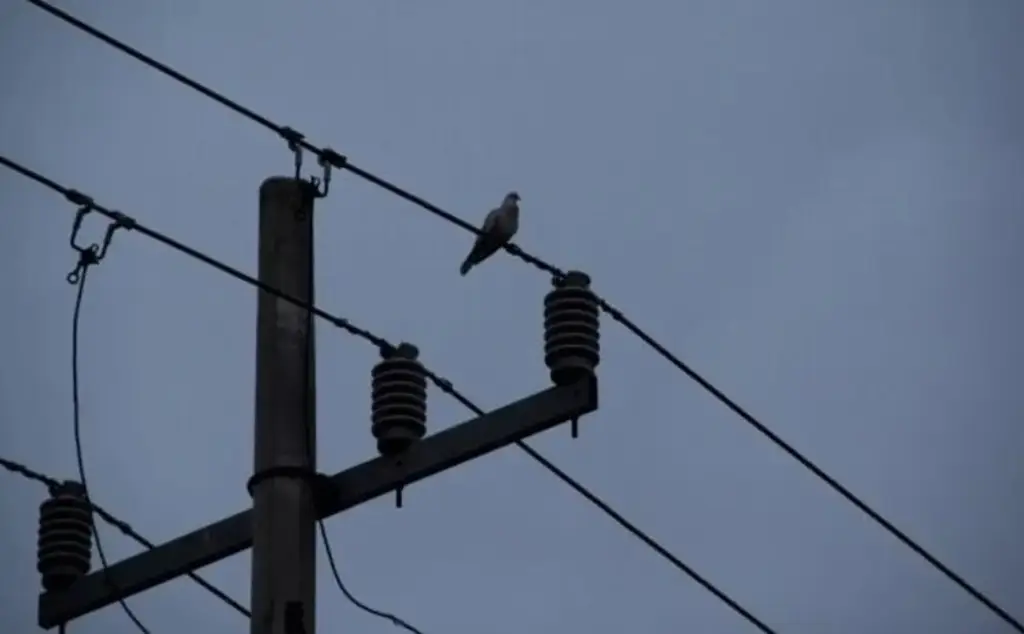 Imagen Alrededor de 5 empresas se han visto afectadas por falta de luz en Veracruz: Coparmex