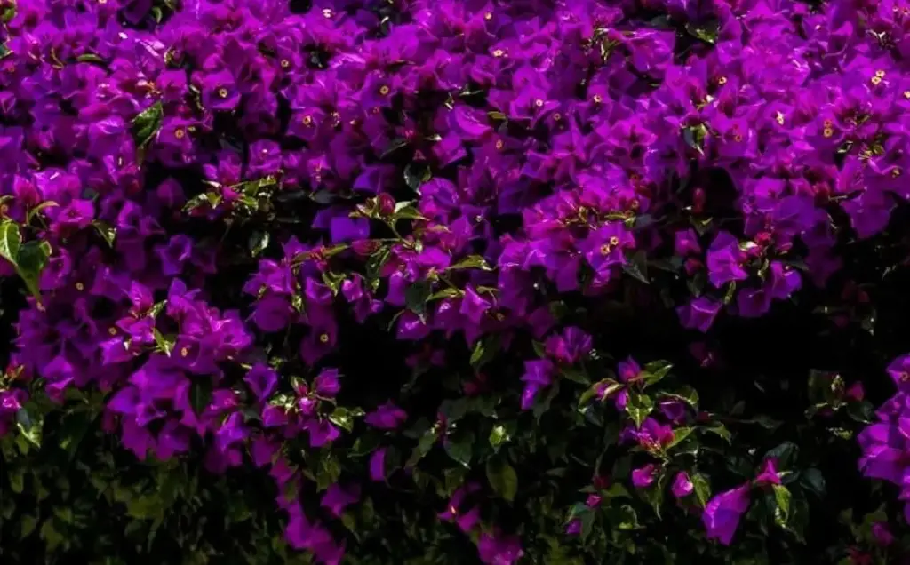 Imagen Adiós Invierno; conoce a qué hora arranca la primavera en Veracruz y en México 