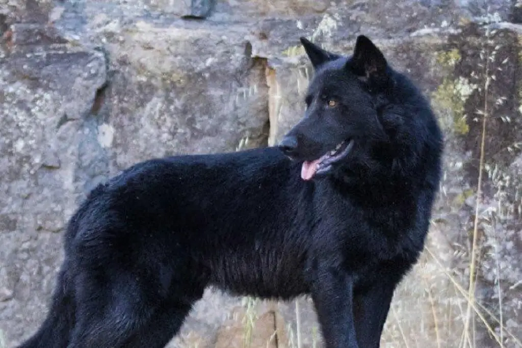 Imagen ¿Qué es el Calupoh? UNAM explica por qué este perro mexicano no debe usarse como guardián