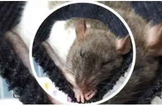 Piden apoyo para encontrar a una rata en Veracruz; “no muerde y es sociable”