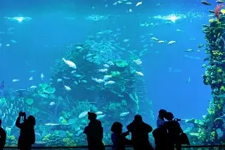 Abren en México el acuario más grande de América Latina