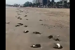 Extraña enfermedad mata miles de aves marinas; expertos investigan