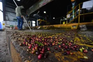 Exige Lavida liberación inmediata de cafetaleros; afirman que las acusaciones son injustas