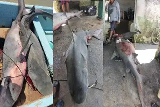 Capturan pescadores dos tiburones en Alvarado
