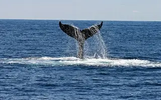 Inteligencia Artificial se alianza con delfines y ballenas; buscan protegerlos de los barcos