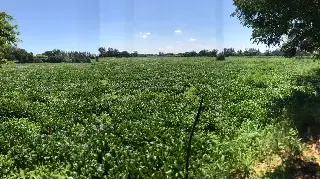 Preocupa a ciudadanía estado de laguna Lagartos en Veracruz; así se encuentra