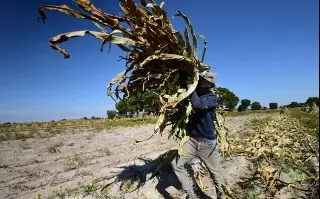 Producción de Maíz en Veracruz estancada desde hace dos décadas