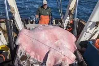 Capturan enorme raya de casi 200 kilos