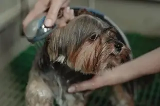 ¿Qué tan recomendable es bañar a las mascotas y cada cuánto? 