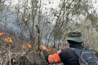¿Cómo afecta a la fauna silvestre los incendios forestales en Veracruz? 