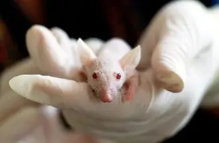 Transfieren a ratones un tipo de alzhéimer a través de un trasplante de médula ósea