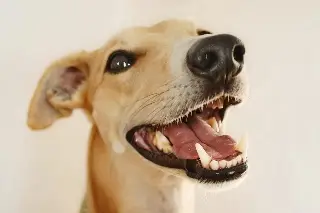 Cuida los dientes de tu perro para una sonrisa radiante