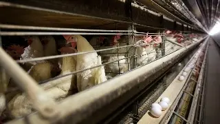 Incrementan vigilancia por gripe aviar en EU