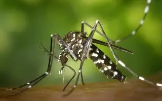 Aumentan los casos de dengue; circulan 4 tipos en Veracruz 
