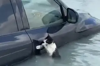 Viral, gatito salvado en inundaciones de Dubái (+Video)