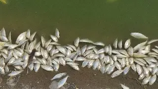 Reportan cientos de peces muertos en la laguna Ilusión de Veracruz