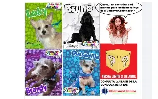 Imagen Carnaval Canino en Veracruz, ¡inscribe a tu mascota!