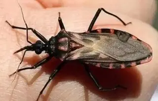 ¿Qué es el mal de Chagas y cuáles son sus síntomas?