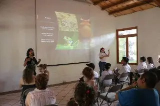 Realizarán el festival de los Anfibios en Veracruz 