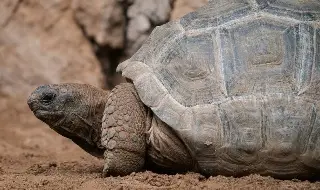 Científicos encuentran fósil de tortuga gigante de hace 57 millones de años 