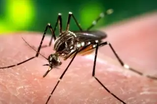 Imagen OMS pide acelerar la lucha global para eliminar la malaria antes de 2030