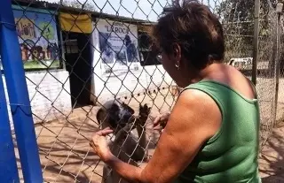 Aún en silla de ruedas, Norma Cortina atiende más de 300 perritos y gatitos; así la puedes ayudar