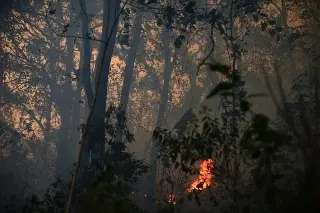 Incendios forestales afectan más de 6 mil 600 hectáreas en Veracruz, según Conafor