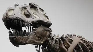 Hallan en China las mayores huellas de deinonicosaurio descubiertas hasta ahora
