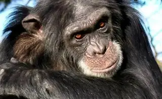 Chimpancés perfeccionan su capacidad de aprendizaje a lo largo de la vida, según estudio