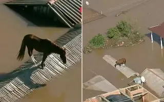 Caballo queda atrapado en el techo de una casa durante inundaciones en Brasil (+video)