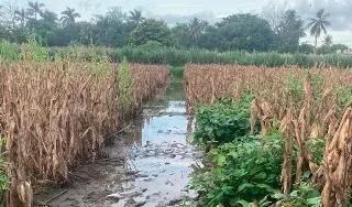 ¿Cómo afecta el fenómeno de El Niño a los cultivos de maíz?