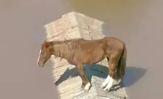 Así rescataron al caballo 'Carmelo' en inundaciones de Brasil (+Video)