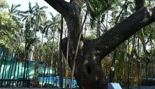 ¿Cuáles son los árboles más icónicos del puerto de Veracruz? 