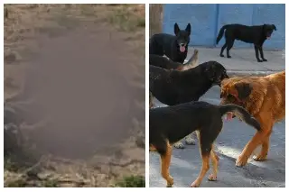 Jauría de perros devora restos humanos en camino a basurero