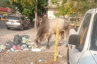 Captan toro en fraccionamiento de Veracruz 
