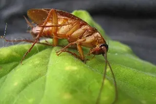 Alertan por 'supercucaracha' resistente a varios pesticidas