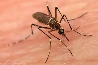 Veracruz rebasa los mil casos de dengue 
