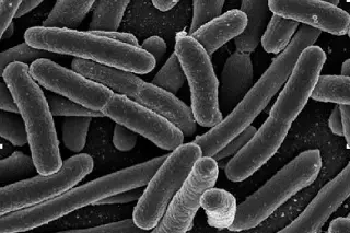 Publican lista de 15 bacterias peligrosas por su resistencia a los antibióticos