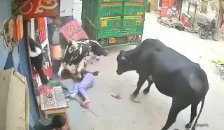 Vacas se pelean en plena calle y arrollan a 3 adolescentes (+Video)