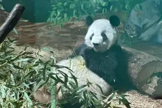Los últimos pandas gigantes que viven en EU regresarán a China