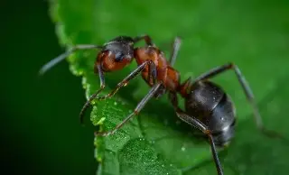 Buscan confirmar primer registro de una especie de hormiga tejedora