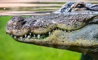 Imagen ¿Qué se sabe del cocodrilo visto en laguna de Veracruz?