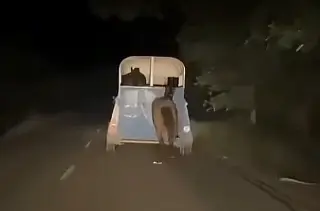 Imagen Exhiben caso de maltrato a un caballo al sur de Veracruz; responsable se disculpa (+Video)