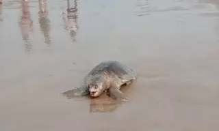 Imagen Hallan 3 tortugas sin vida en playa al norte de Veracruz 