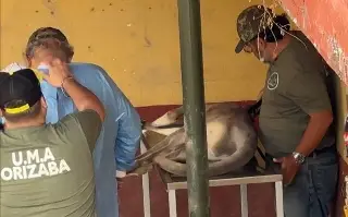 Imagen Muere Skippy, canguro de la reserva del río Orizaba, Veracruz; era único en México