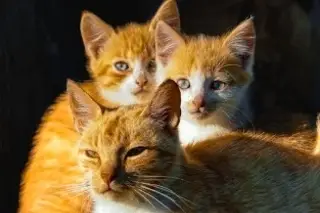 Da clic