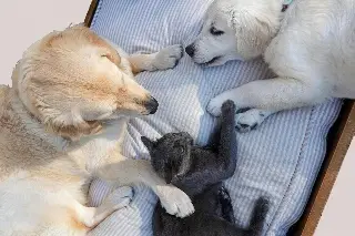Da clic