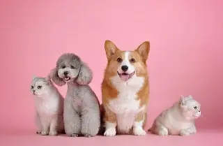 Da clic